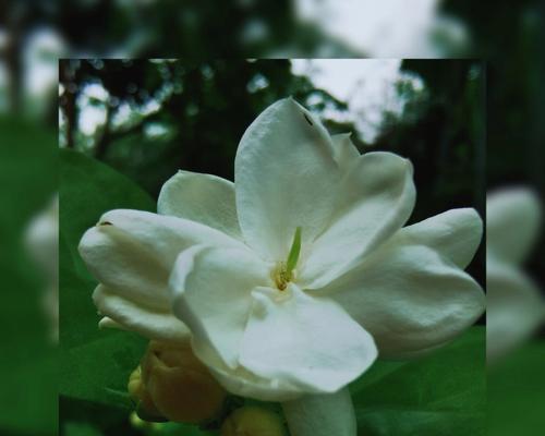 茉莉花语代表什么？背后有哪些美丽传说？