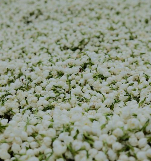 茉莉花长什么样子？茉莉花代表什么含义？