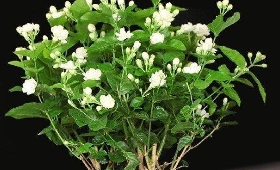 茉莉花长什么样子？茉莉花代表什么含义？