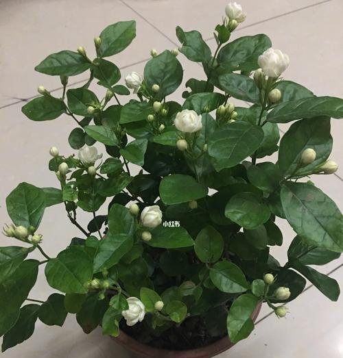 茉莉花代表什么意思？茉莉花的花语有哪些含义？