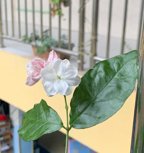 茉莉花代表什么意思？茉莉花的花语有哪些含义？