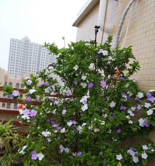 茉莉花可以送人吗？传递爱意的最佳选择？