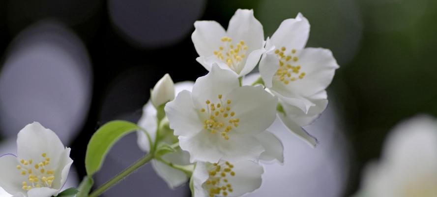 茉莉花可以送人吗？传递爱意的最佳选择？