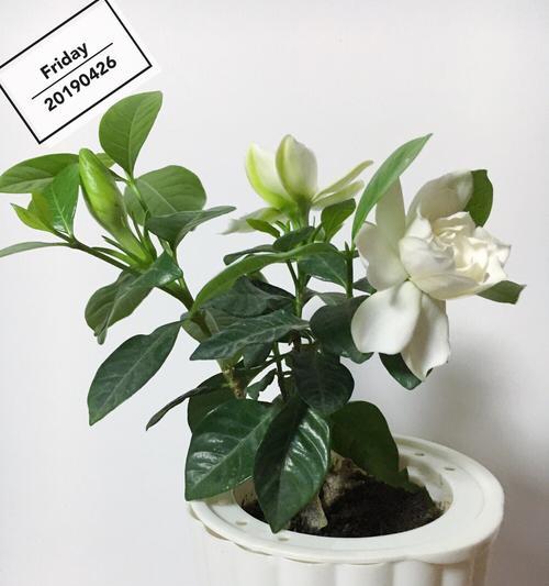 栀子花的花语是什么？栀子花象征着什么含义？