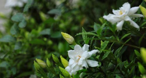 栀子花的花语是什么？栀子花象征着什么含义？