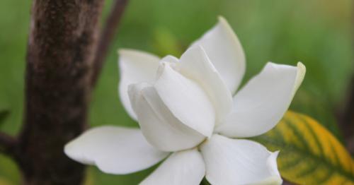 栀子花象征着什么意思？如何表达永恒的爱？
