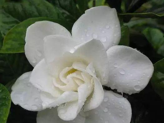 栀子花象征着什么意思？如何表达永恒的爱？