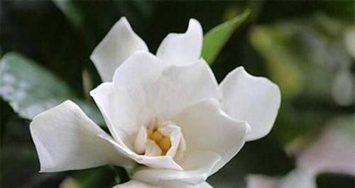 栀子花象征着什么意思？如何表达永恒的爱？