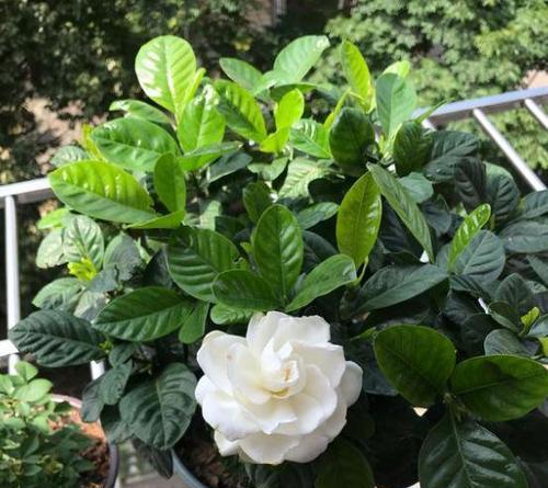 栀子花的花语是什么？栀子花寓意有哪些常见问题解答？