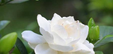 栀子花的花语是什么？栀子花寓意有哪些常见问题解答？