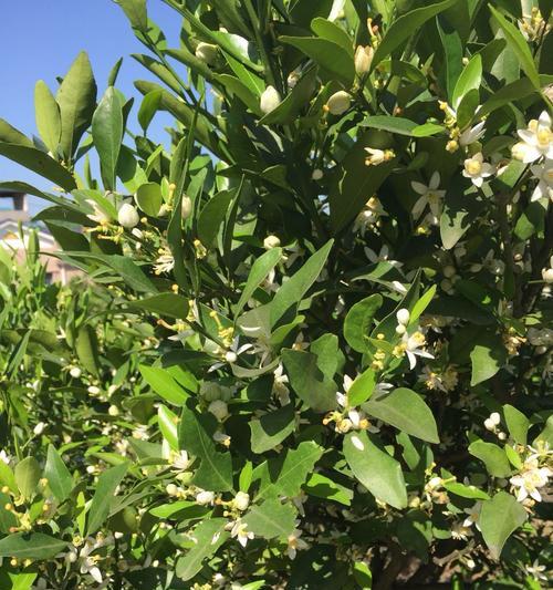 橘子花代表什么意思？橘子花的花语有哪些含义？