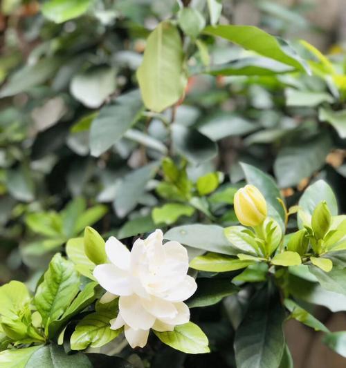 橘子花代表什么意思？橘子花的花语有哪些含义？