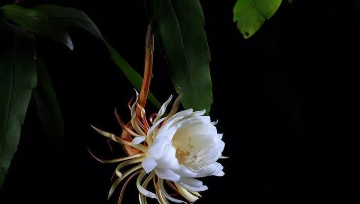 昙花象征哪个生肖？昙花与生肖的关联是什么？