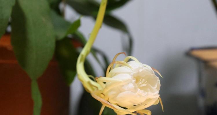 昙花花语是什么？昙花代表的含义有哪些疑问？