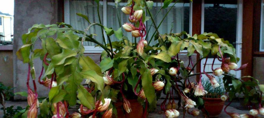 昙花花语是什么？昙花代表的含义有哪些疑问？