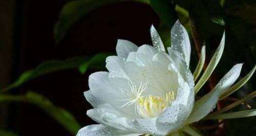 昙花花语是什么？昙花代表的含义有哪些疑问？