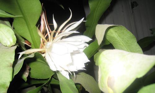 昙花开放预示着什么？昙花的象征意义有哪些？