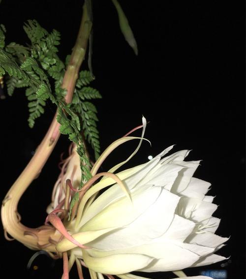 昙花开放预示着什么？昙花的象征意义有哪些？
