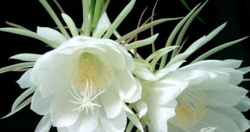 昙花开放预示着什么？昙花的象征意义有哪些？