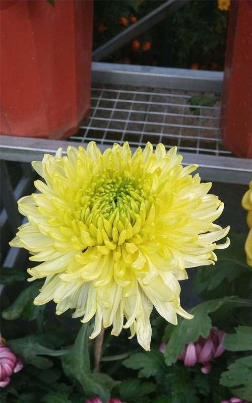 黃色菊花的花语是什么?黃色菊花象征着什么含义?
