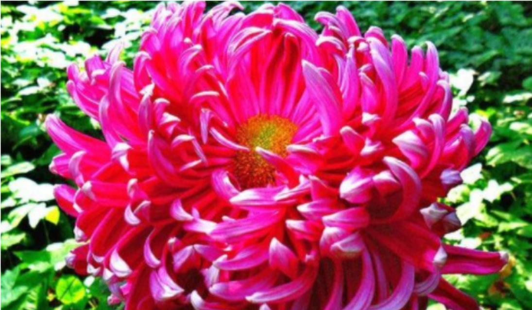 黃色菊花的花语是什么？黃色菊花象征着什么含义？