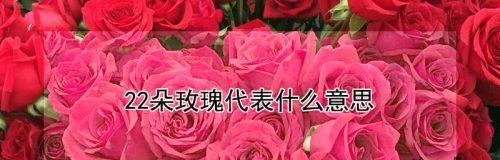 12朵玫瑰花的花语是什么？如何正确表达爱意？