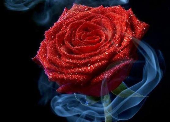 13朵玫瑰的花语是什么？代表了哪些含义？