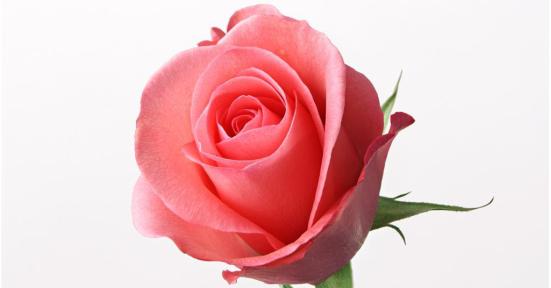 14朵玫瑰的花语是什么？送花时需要注意什么？
