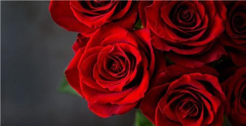 15朵玫瑰的花语是什么？送花时需要注意什么？