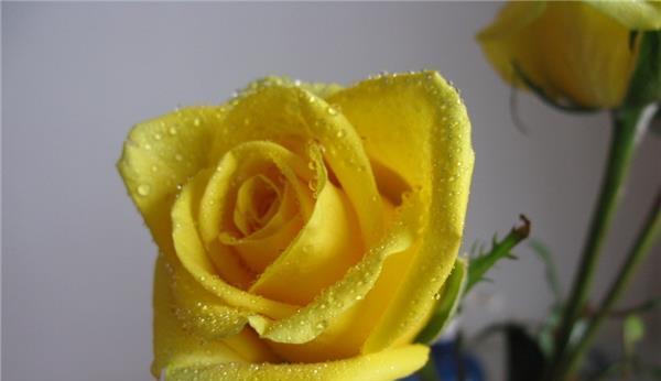 16朵黄玫瑰的花语是什么？送花时需要注意什么？