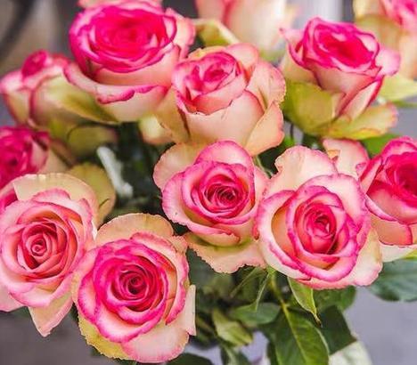 16朵玫瑰花的花语是什么？代表了哪些情感？