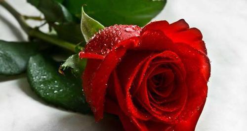 16朵玫瑰花语是什么？送花时需要注意什么？