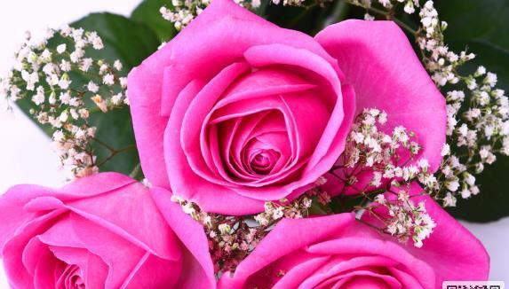18朵玫瑰花语是什么？送花时需要注意什么？