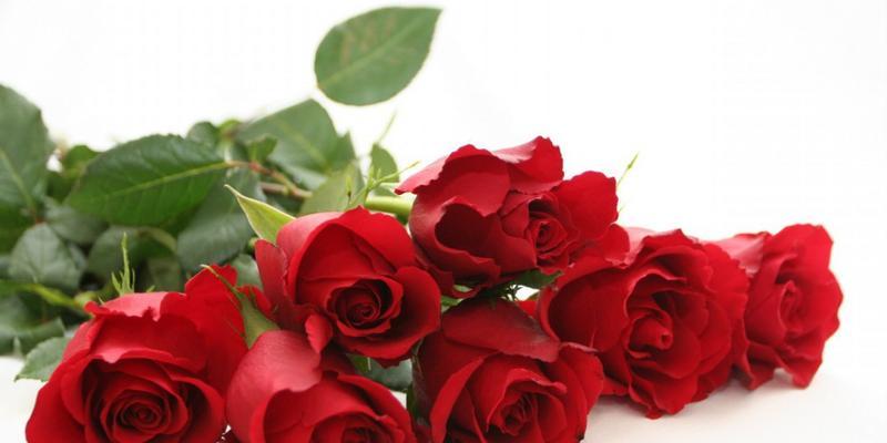 19朵花代表什么花语？花语背后的含义是什么？