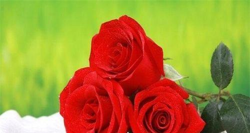 20朵玫瑰的花语是什么？送花时应该注意什么？