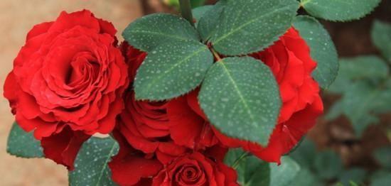 24朵玫瑰的花语含义是什么？如何正确表达爱意？