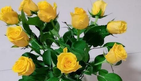 30朵玫瑰代表什么花语？花语背后的爱情含义是什么？