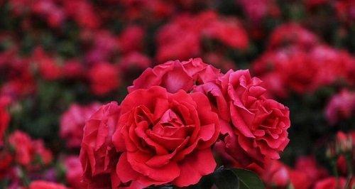 30朵玫瑰花语代表什么意思？送花时需要注意什么？