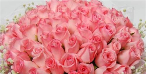 33朵玫瑰花代表什么意思？花语含义详细解读？