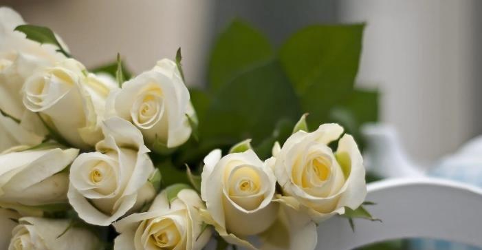 49朵玫瑰花代表什么含义？花语解读及送花建议是什么？