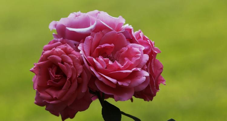 安庆市花是月季吗？月季花的寓意是什么？