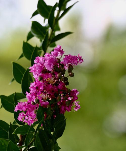 安阳市花紫薇花象征意义是什么？