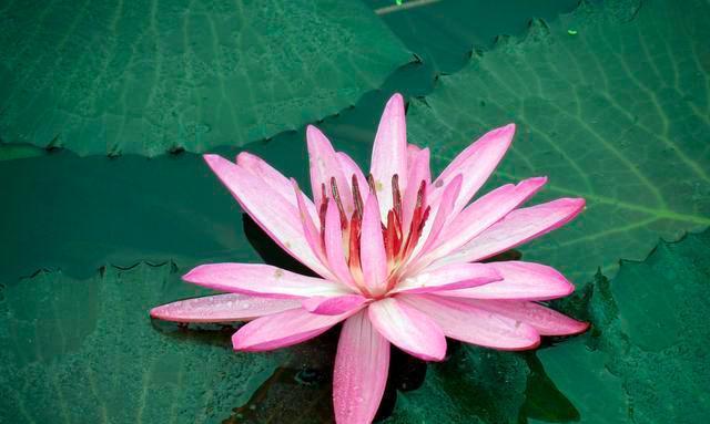 澳门市花是莲花吗？莲花在澳门文化中象征着什么？
