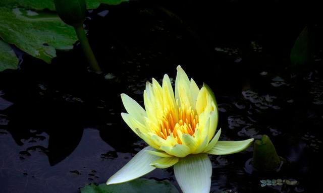 澳门市花是莲花吗？莲花在澳门文化中象征着什么？