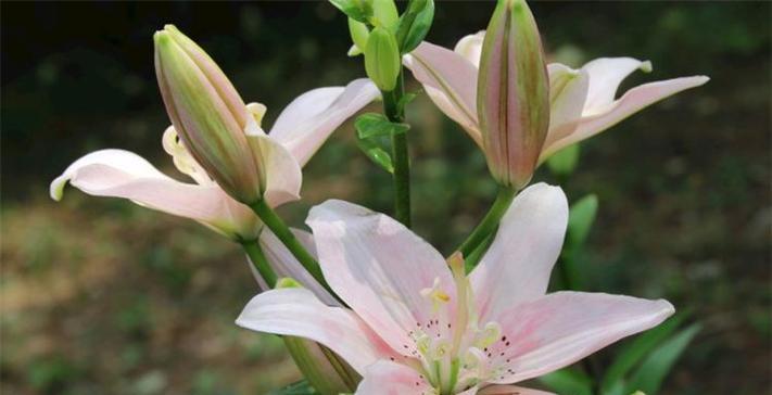 白百合花的花语是什么？如何正确表达爱意？