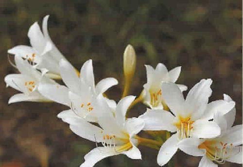 白彼岸花代表什么意思？花语和象征意义是什么？