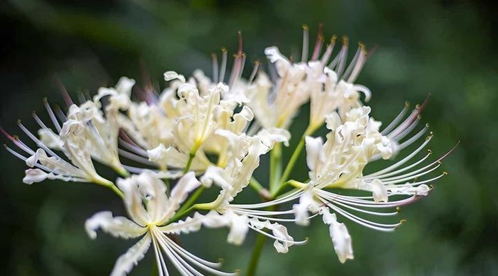 白彼岸花代表什么意思？花语和象征意义是什么？