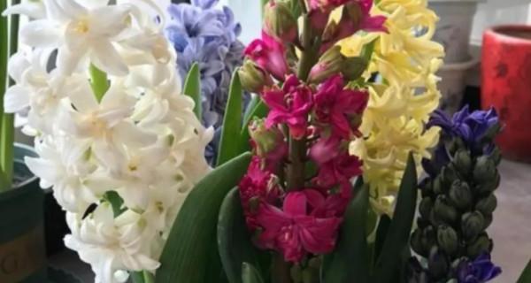 白风信子花语是什么意思？白风信子的象征意义有哪些？