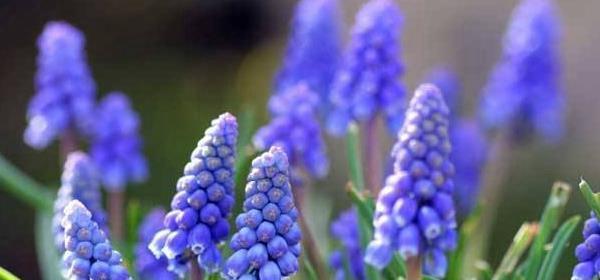 白风信子花语是什么意思？白风信子的象征意义有哪些？