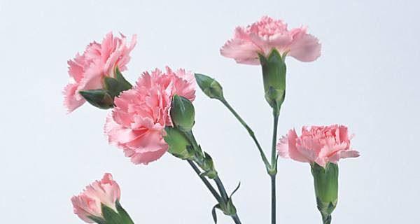 白康乃馨花语代表什么祝福？如何正确表达心意？